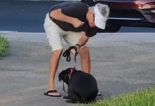 Фото - Хозяин побил сбежавшую собаку и лишился домашней питомицы