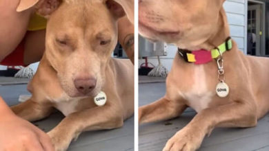 Фото - Хозяйка устроила своей собаке испытание на терпение
