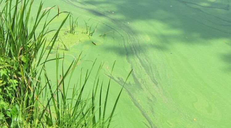 Ядовитые водоросли: какими они бывают и чем опасны?