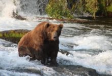 Фото - Как выглядит самый толстый медведь?