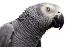 Фото - Компанию попугаев разделили из-за нецензурной лексики