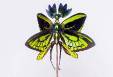 Фото - Мёртвые насекомые получают вторую странную жизнь в качестве фей