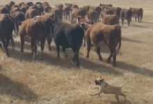 Фото - Мопсы научились справляться с коровами и козами