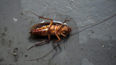 Фото - Москвич захотел потравить тараканов и умер