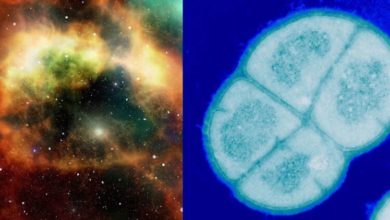Фото - Новые доказательства панспермии – могла ли жизнь попасть на Землю из космоса?