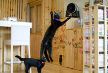 Фото - Открыв необычное кафе, женщина поселила там чёрных кошек