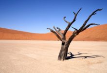Фото - Почему пустыня Сахара скоро может стать зеленой?