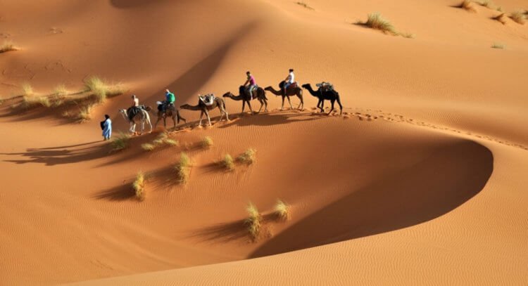 Почему пустыня Сахара скоро может стать зеленой? - Hi-News.ru