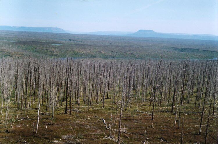 Почему в самом грязном городе России уже 50 лет вымирают деревья? - Hi-News.ru