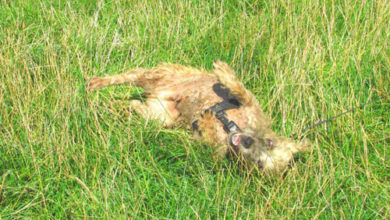 Фото - Повалявшись в траве, собака приобрела эффектный зелёный окрас