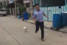 Фото - Прогуливавшийся мужчина подвергся нападению злобной курицы