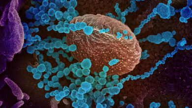 Фото - Раскрыты атакующие иммунную систему антитела COVID-19