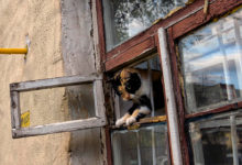 Фото - Россиян захотели обязать поставить решетки на окна ради кошек