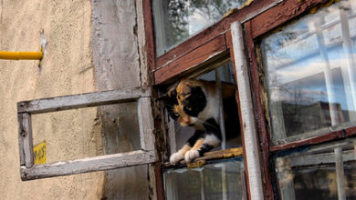 Фото - Россиян захотели обязать поставить решетки на окна ради кошек