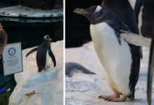 Фото - Самка пингвина, живущая в зоопарке, признана самой старой в мире