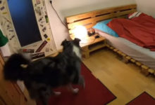 Фото - Собака не забывает перед сном выключить свет и накрыться одеялом
