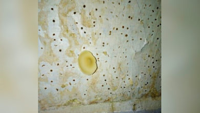 Фото - Стены в российском доме проросли грибами