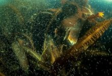 Фото - Токсичные водоросли названы одной из основных причин загрязнения на Камчатке