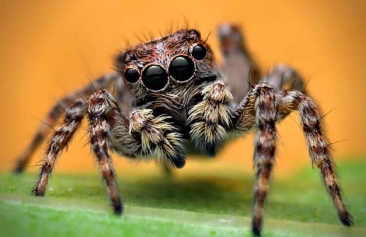 ТОП самых маленьких пауков на планете