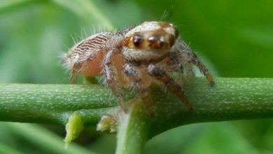 Фото - ТОП самых маленьких пауков на планете
