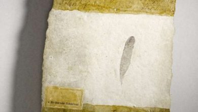 Фото - Ученые нашли перо загадочного животного. Кому оно принадлежало?
