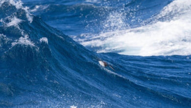 Фото - Учёные отметили катастрофичное потепление Мирового океана
