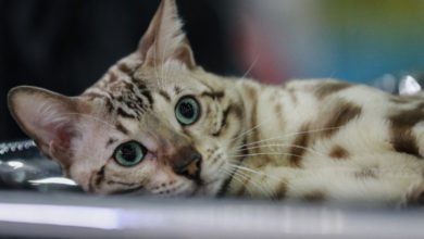 Фото - Учёные рассказали, как общаться с кошками при помощи глаз