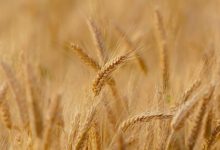 Фото - В Аргентине официально разрешили выращивать ГМО-пшеницу