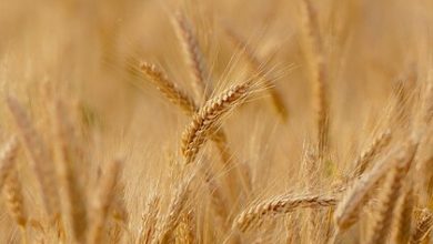 Фото - В Аргентине официально разрешили выращивать ГМО-пшеницу