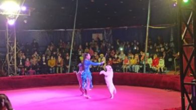 Фото - В Кузбассе цирк бесплатно выступил для детей из многодетных семей