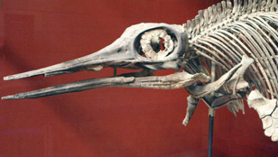 Фото - В России нашли скелет жившего более 240 миллионов лет назад ихтиозавра