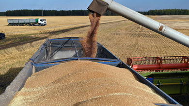 Фото - В России соберут второй в новейшей истории урожай зерна