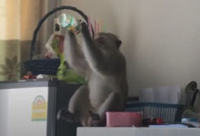 Фото - Вороватая обезьяна удачно воспользовалась открытой балконной дверью