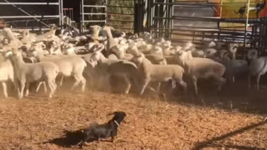 Фото - Выяснилось, что пастушьи собаки могут быть очень разными