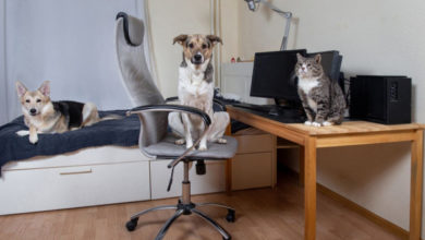Фото - В Москве владельцам животных стало труднее арендовать жилье в пандемию