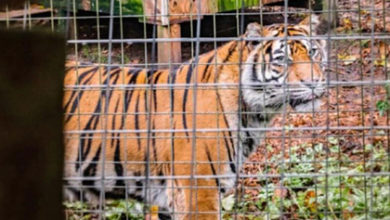 Фото - Англичане предложили пожить рядом с тиграми