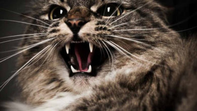 Фото - Чем опасны кошки и какие из них самые агрессивные?