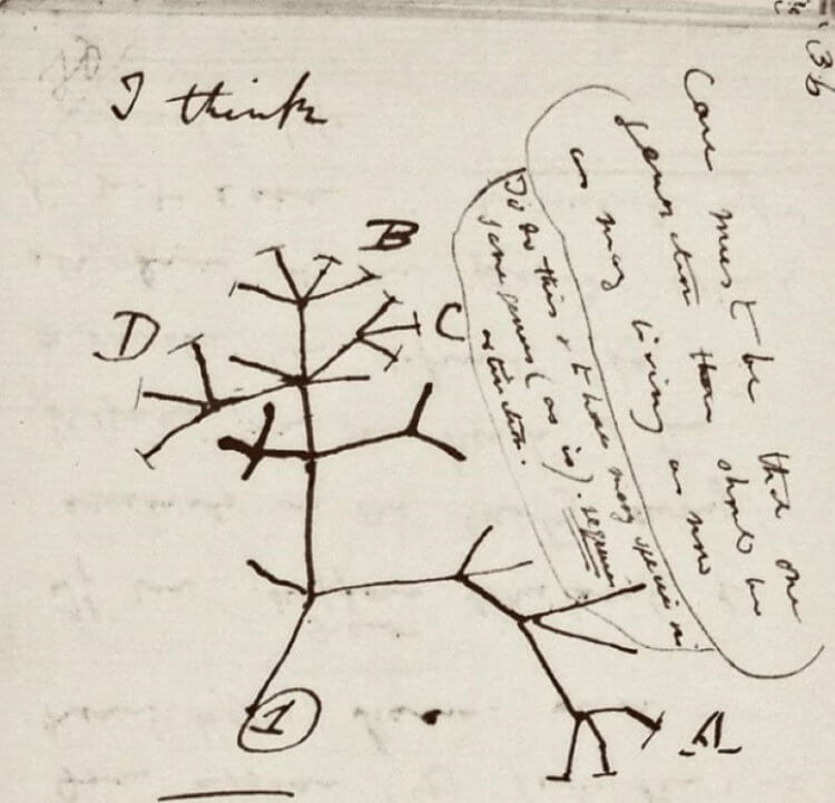 Что Чарлз Дарвин писал в своих записных книжках и где они хранятся?