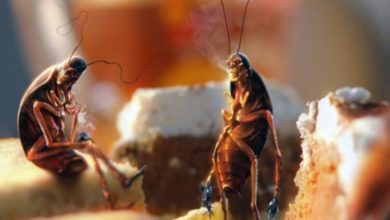 Фото - Что произойдет, если тараканы полностью вымрут?