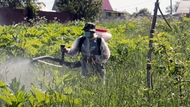 Фото - К борьбе с борщевиком в России привлекут дроны