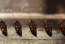 Фото - Какие тараканы живут в наших домах и откуда они берутся?