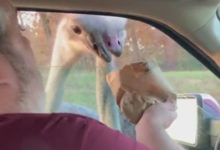 Фото - Кровожадный страус предпочёл не корм, а палец посетителя сафари-парка