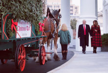 Фото - Меланию Трамп обвинили в лицемерии из-за рождественской ели: Офис