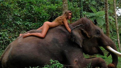 Фото - Модель попозировала голышом на слоне в лесу и была пристыжена в сети