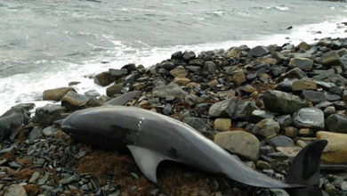 Фото - Погибшего на берегу Черного моря дельфина сняли на камеру
