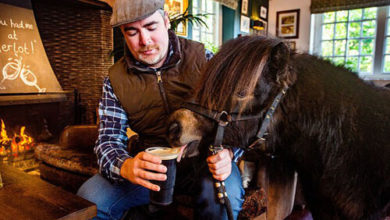 Фото - Пони регулярно захаживает в паб, чтобы выпить пива и закусить морковкой