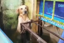 Фото - Пса, пострадавшего от наводнения, не бросили в беде