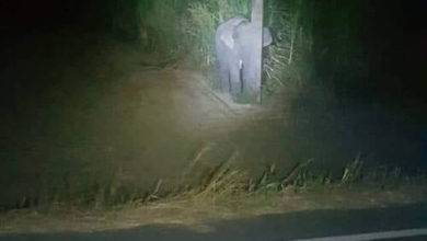 Фото - Слонёнок, застуканный на месте преступления, показал «чудеса маскировки»
