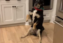 Фото - Собака знает, как привлечь внимание, чтобы получить угощение