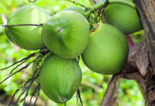 Фото - Студентам разрешили оплачивать обучение кокосовыми орехами